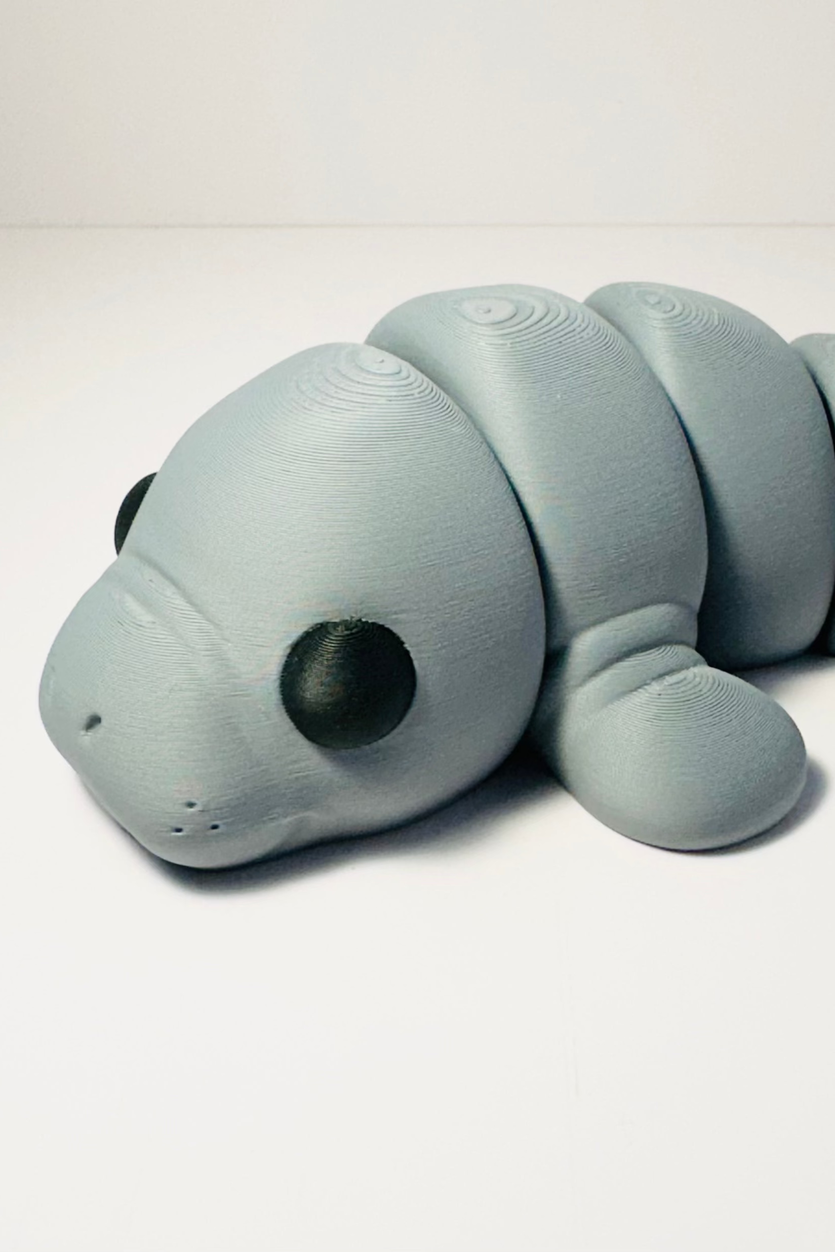 manatee figet grey sea coastal customs